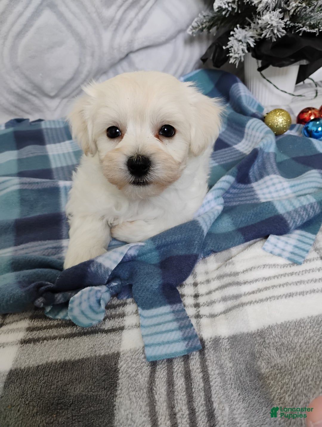 Mixed Breed dogs for sale: Benson  - Ad 4