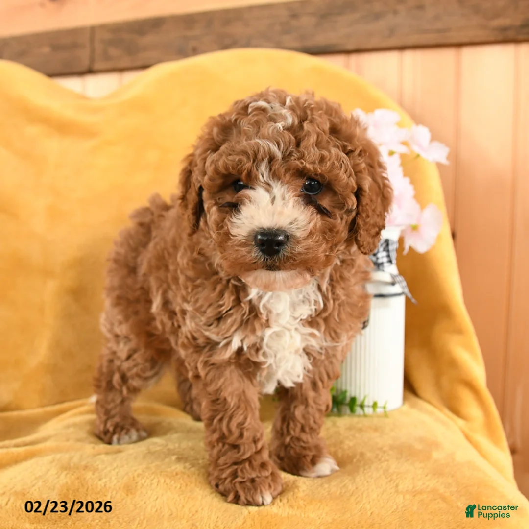 Cavapoo dogs for sale: Crash - Ad 3