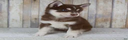 Pomsky dogs for sale: Brooke - Ad 6