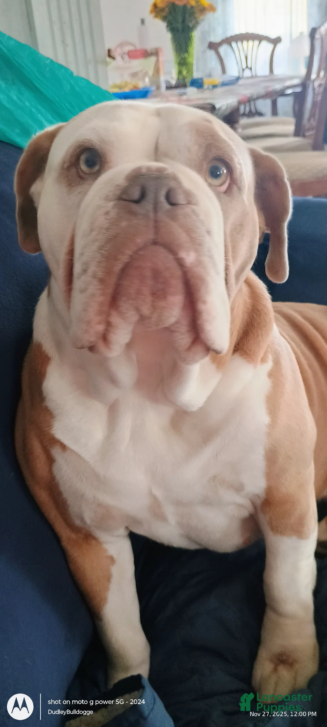 Olde English Bulldogge dogs for sale: Dudley Bulldogges Hera - Ad 5