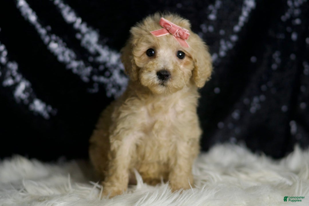 Mini Goldendoodle dogs for sale: Duckie - Ad 3
