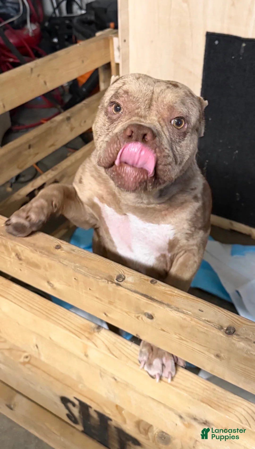 American Bully dogs for stud: Peso  - Ad 2