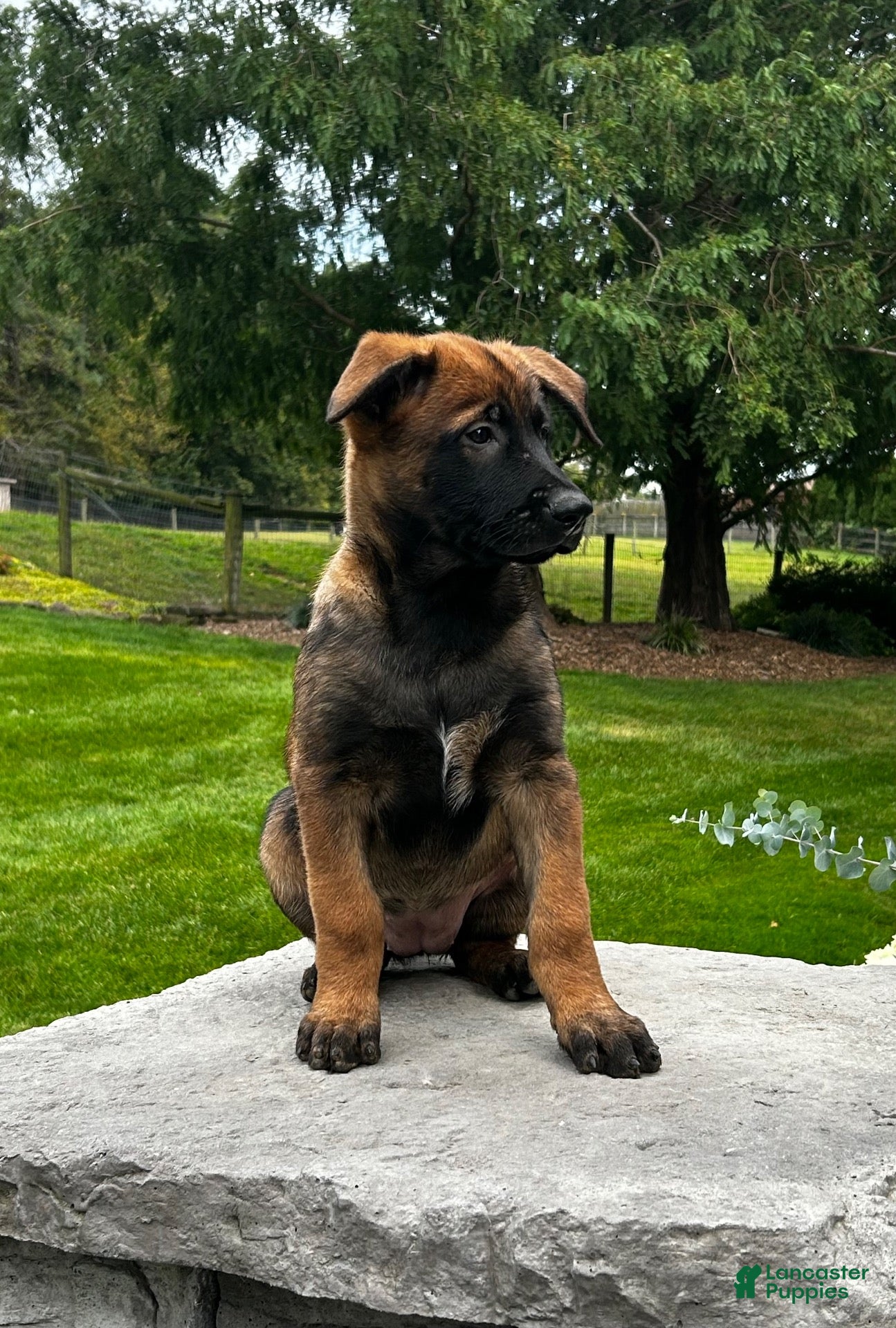 Belgian Malinois dogs for sale: Corina - Ad 2