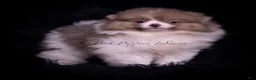 Pomeranian dogs for sale: Cartier - Ad 7