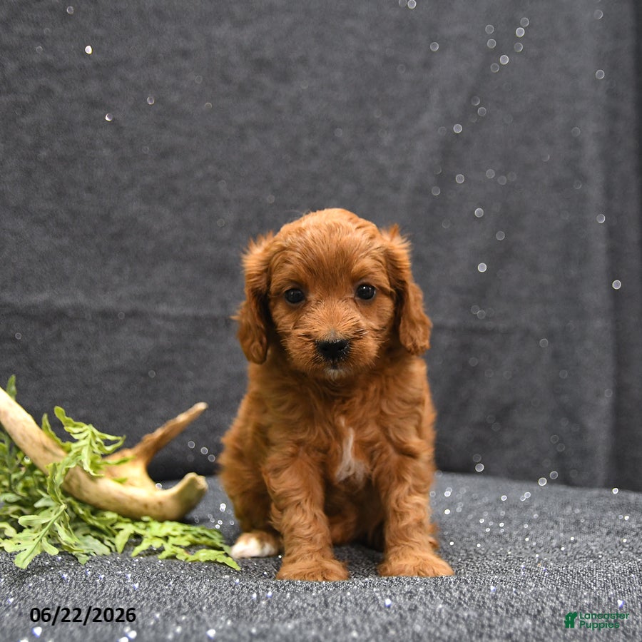 Cavapoo dogs Lark - Ad 2