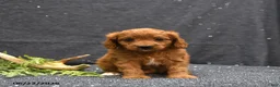 Cavapoo dogs for sale: Lark - Ad 2