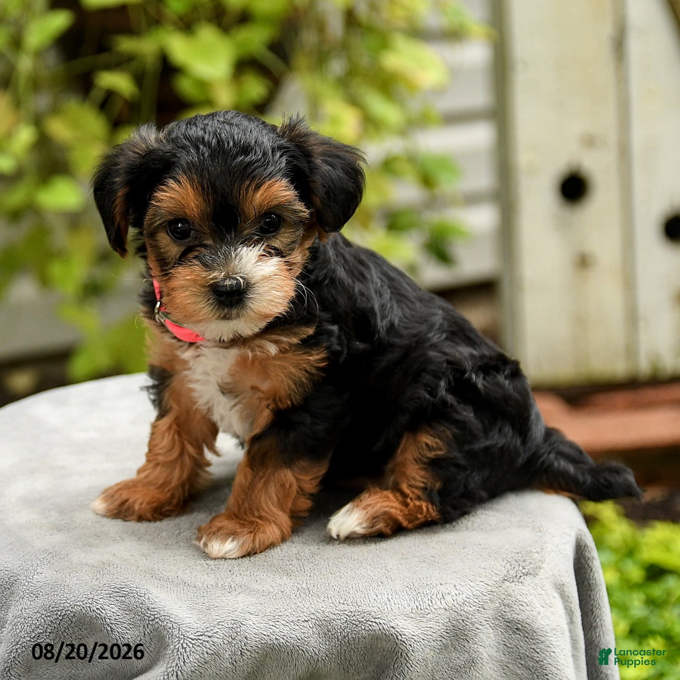 Yorkiepoo dogs Portia - Ad 1