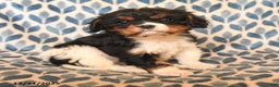 Cavalier King Charles Spaniel dogs for sale: Charlie - Ad 2
