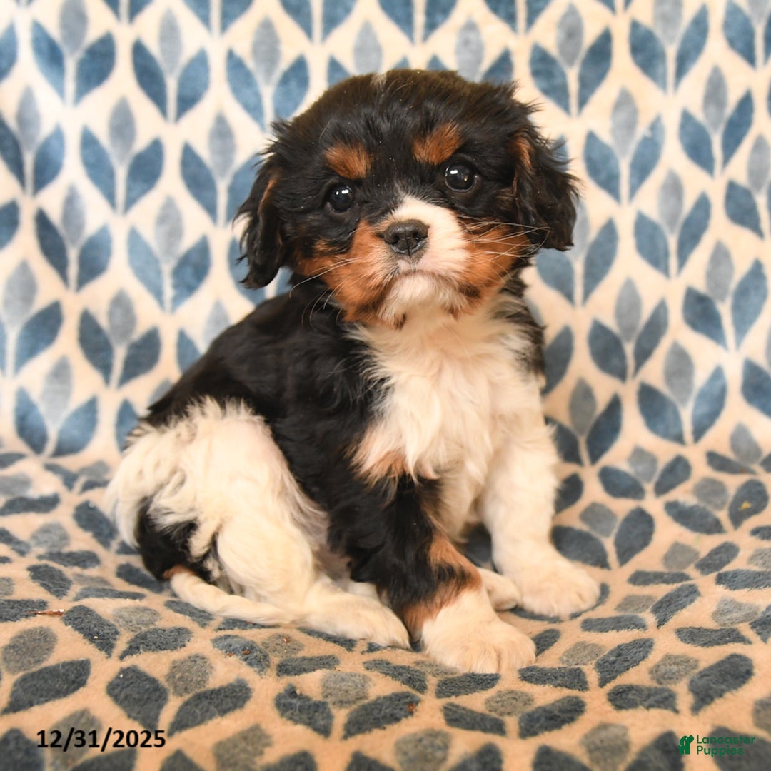 Cavalier King Charles Spaniel dogs for sale: Charlie - Ad 2