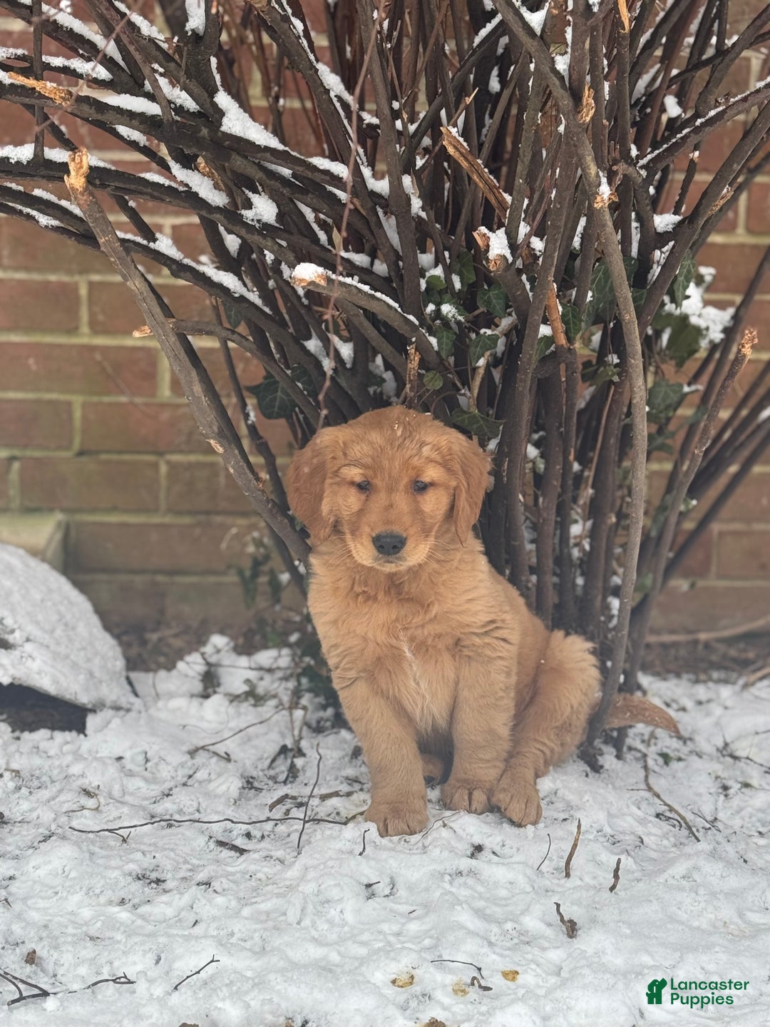 Golden Retriever dogs for sale: Cider - Ad 6