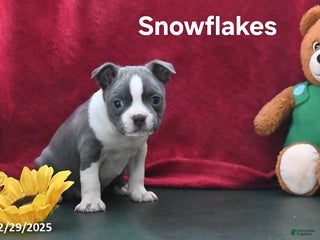 Boston Terrier dogs Snowflakes - Ad 5