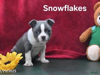 Boston Terrier dogs Snowflakes - Ad 31