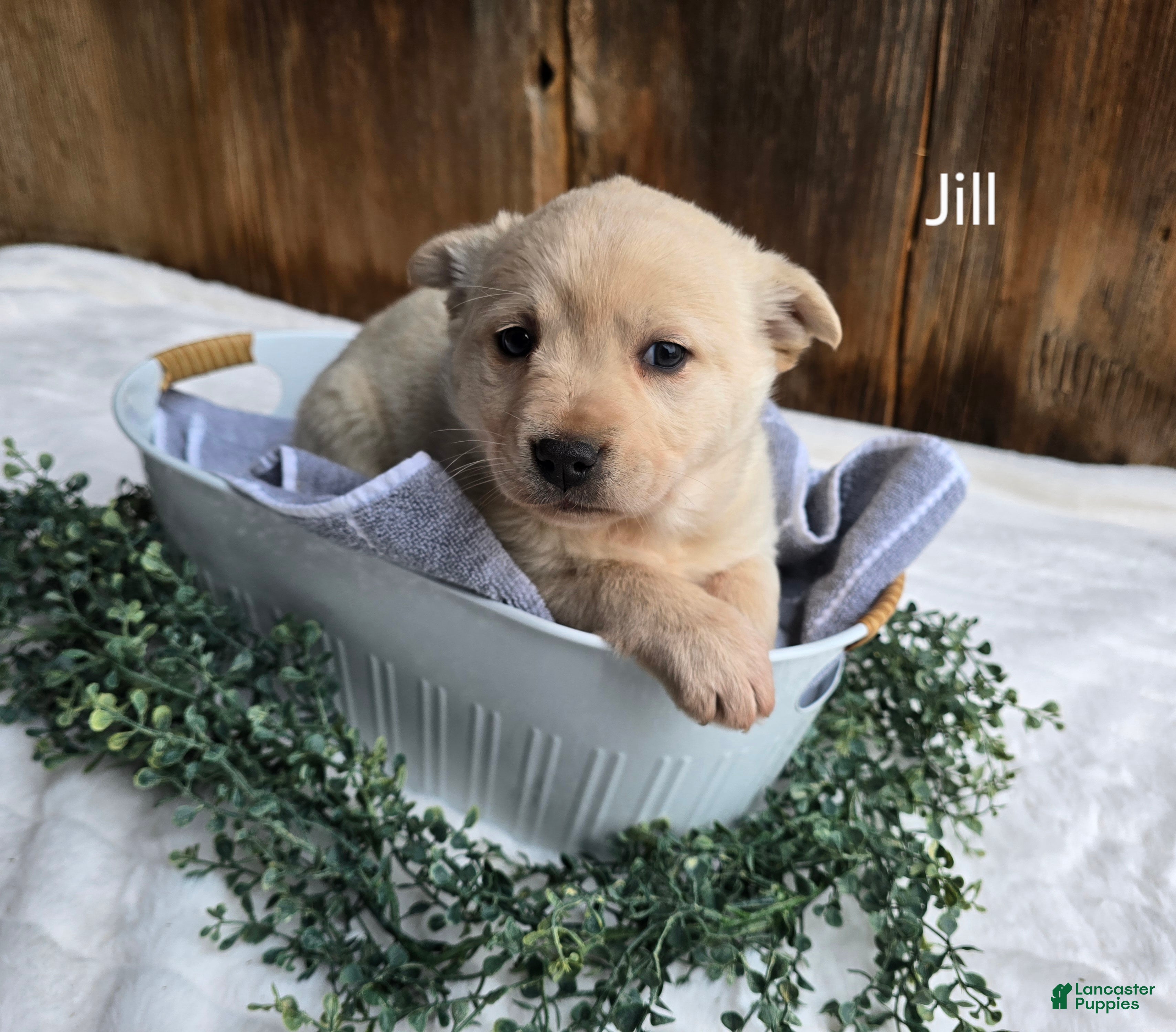 Labrador Retriever dogs for sale: Labrador Retriever Puppy 7 - Ad 4