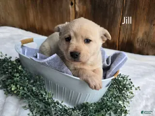 Labrador Retriever dogs for sale: Labrador Retriever Puppy 7 - Ad 4