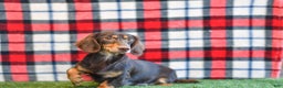 Miniature Dachshund dogs for sale: Rolex - Ad 11