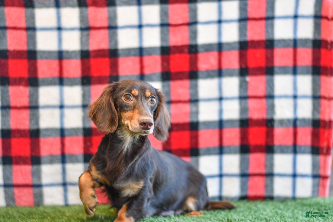 Miniature Dachshund dogs for sale: Rolex - Ad 11