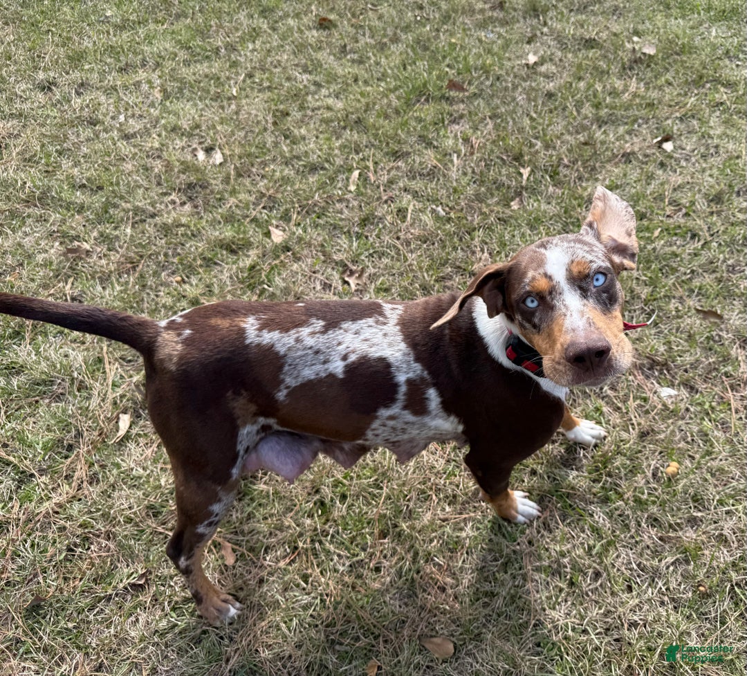 Catahoula Leopard Dog dogs for sale: Catahoula Leopard Dog Puppy 6 - Ad 5