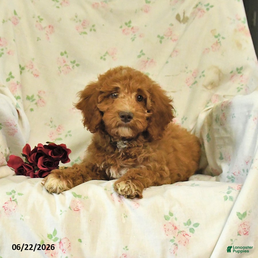 Mini Goldendoodle dogs Monica - Ad 2