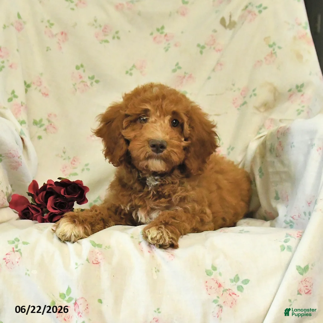 Mini Goldendoodle dogs for sale: Monica - Ad 2