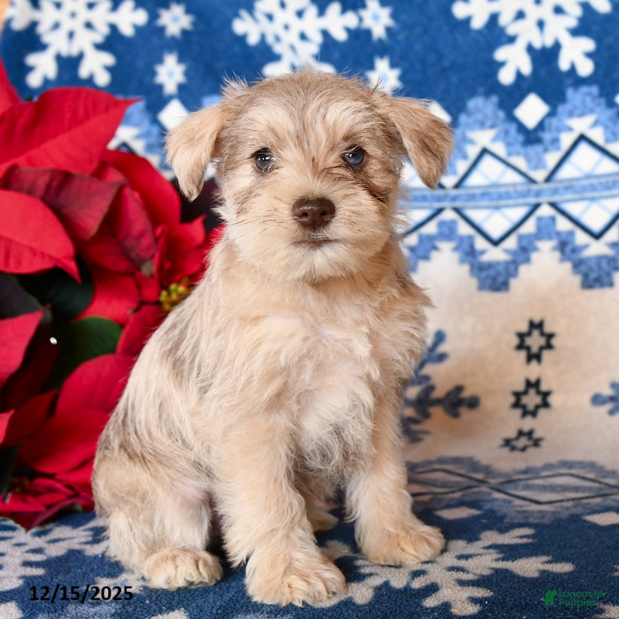 Miniature Schnauzer dogs Opal - Ad 27