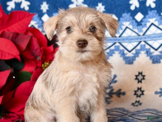 Miniature Schnauzer dogs Opal - Ad 29