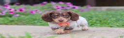 Miniature Dachshund dogs for sale: Chloe - Ad 5