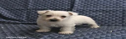 West Highland Terrier dogs for sale: Dianne - Ad 4