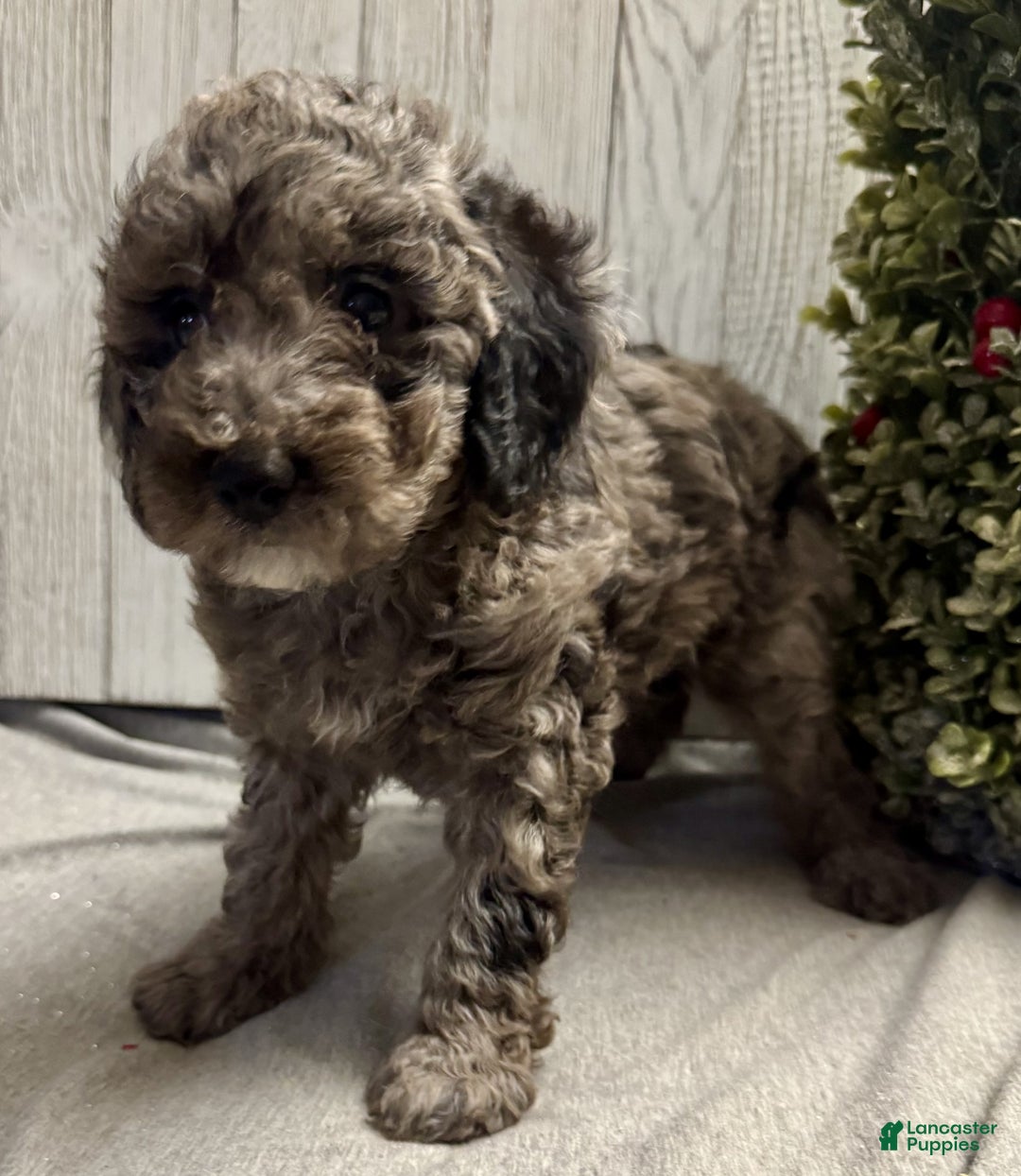 Mixed Breed dogs for sale: Jalon - Ad 5