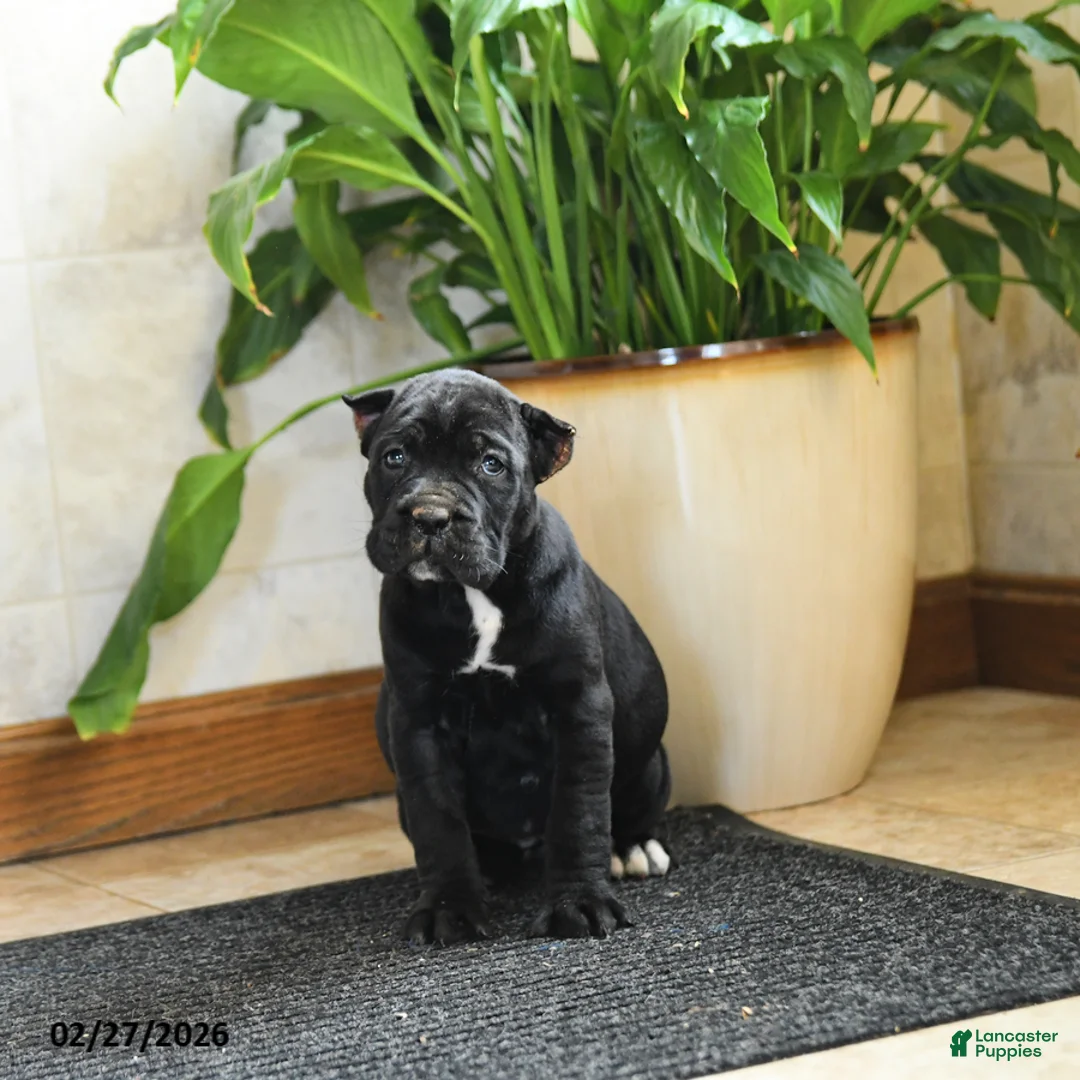 Cane Corso dogs for sale: Yeager - Ad 1