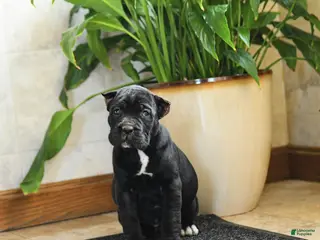 Cane Corso dogs for sale: Yeager - Ad 1