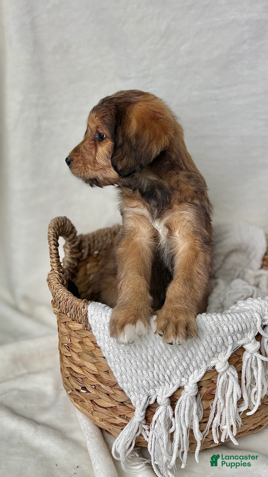 Bernedoodle dogs for sale: Sophie - Ad 7