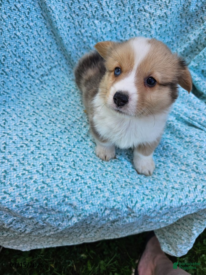 Welsh Corgi Pembroke dogs Samuel - Ad 2