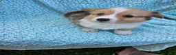 Welsh Corgi Pembroke dogs for sale: Samuel - Ad 2