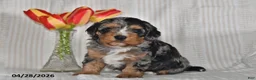 Cavapoo dogs for sale: Tulip - Ad 4