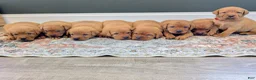Labrador Retriever dogs for sale: Maggie - Ad 3