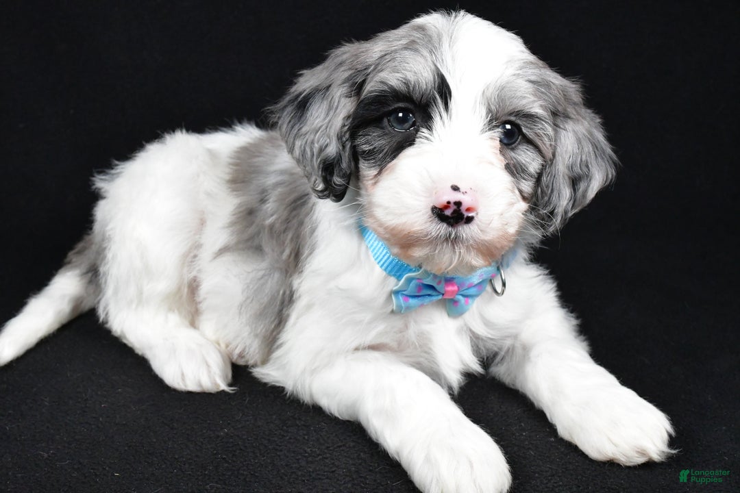 Sheepadoodle dogs for sale: Cole - Ad 1