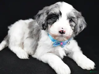 Sheepadoodle dogs Cole - Ad 10