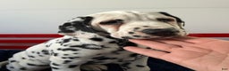Dalmatian dogs for sale: Tommy - Ad 7