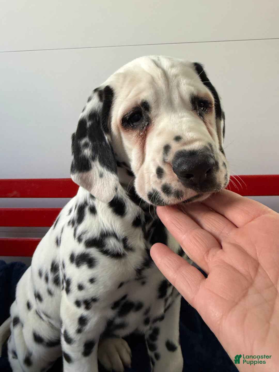 Dalmatian dogs for sale: Tommy - Ad 7
