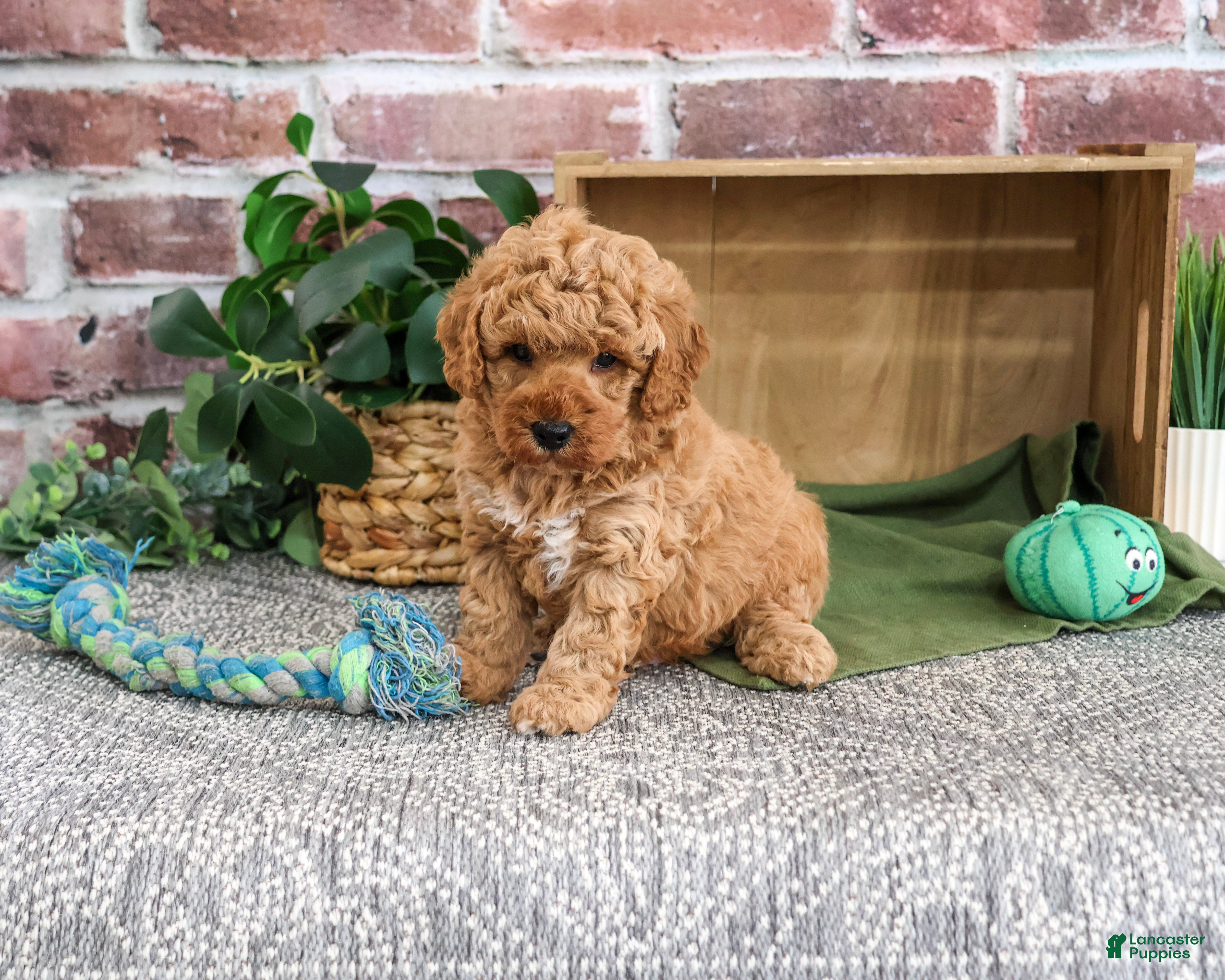 Mini Goldendoodle dogs Benny - Ad 10