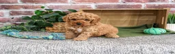 Mini Goldendoodle dogs for sale: Benny - Ad 1