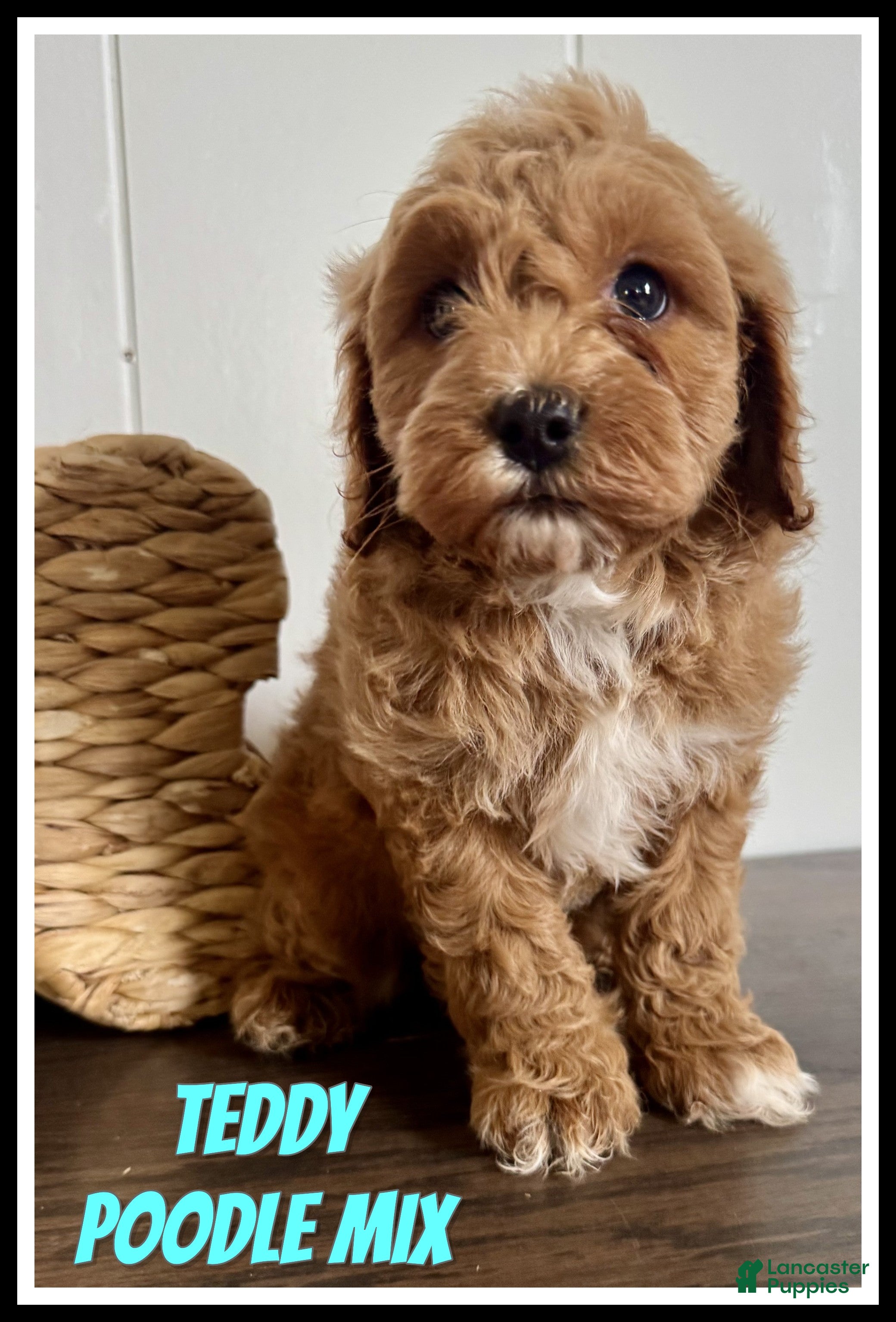 Cavapoochon dogs Teddy - Ad 1