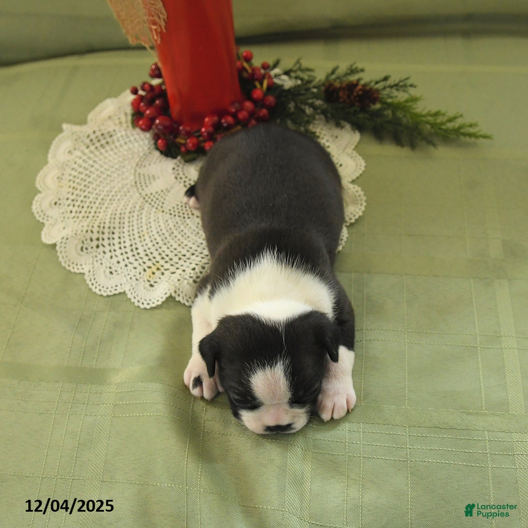 Boston Terrier dogs for sale: Dancer - Ad 3