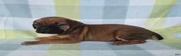 Cane Corso dogs for sale: ICCF Ruby - Ad 2