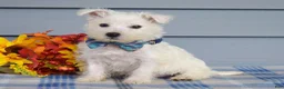 West Highland Terrier dogs for sale: Maverick - Ad 5