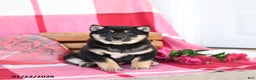 Shiba Inu dogs for sale: Benny - Ad 5