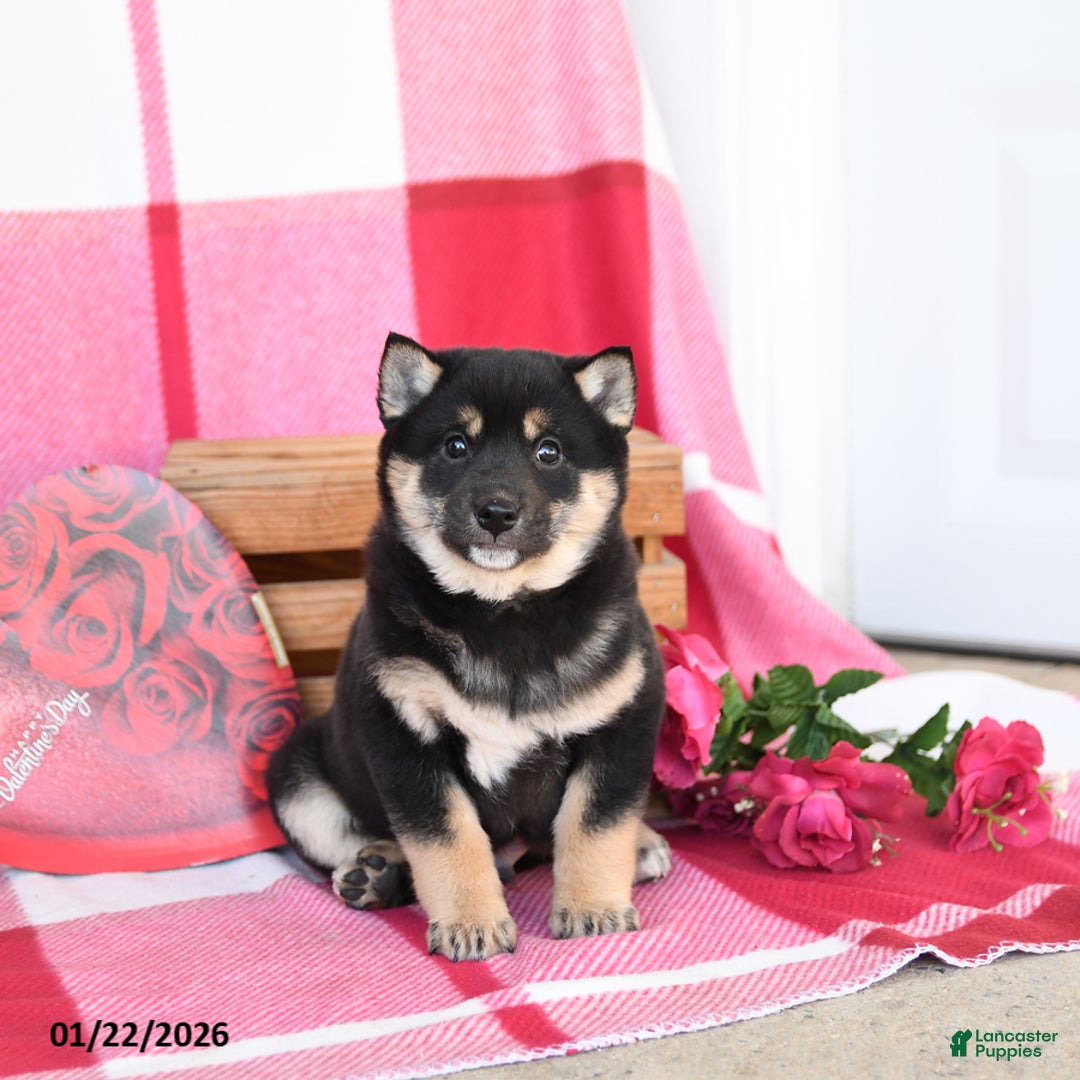 Shiba Inu dogs for sale: Benny - Ad 5