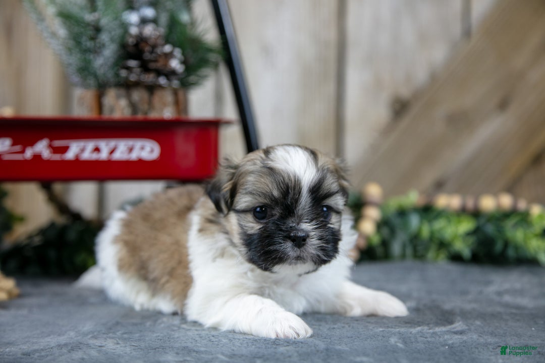 Shih Tzu dogs for sale: Olivia - Ad 3