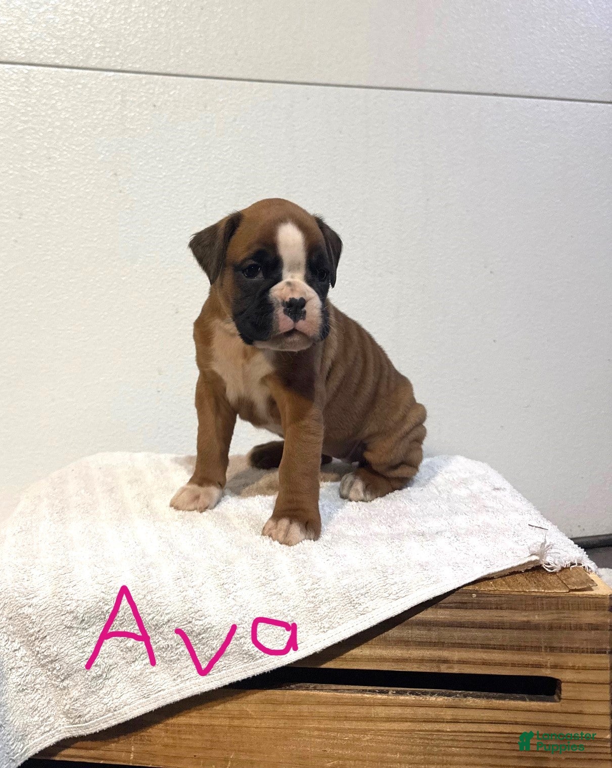 Boxer dogs Ava - Ad 5