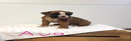Boxer dogs for sale: Ava - Ad 1